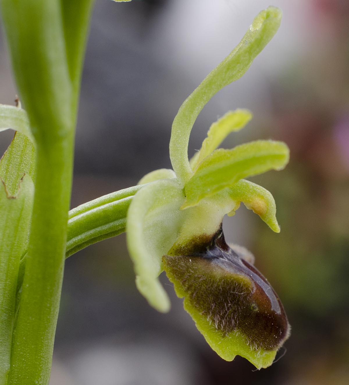 Blüte nah